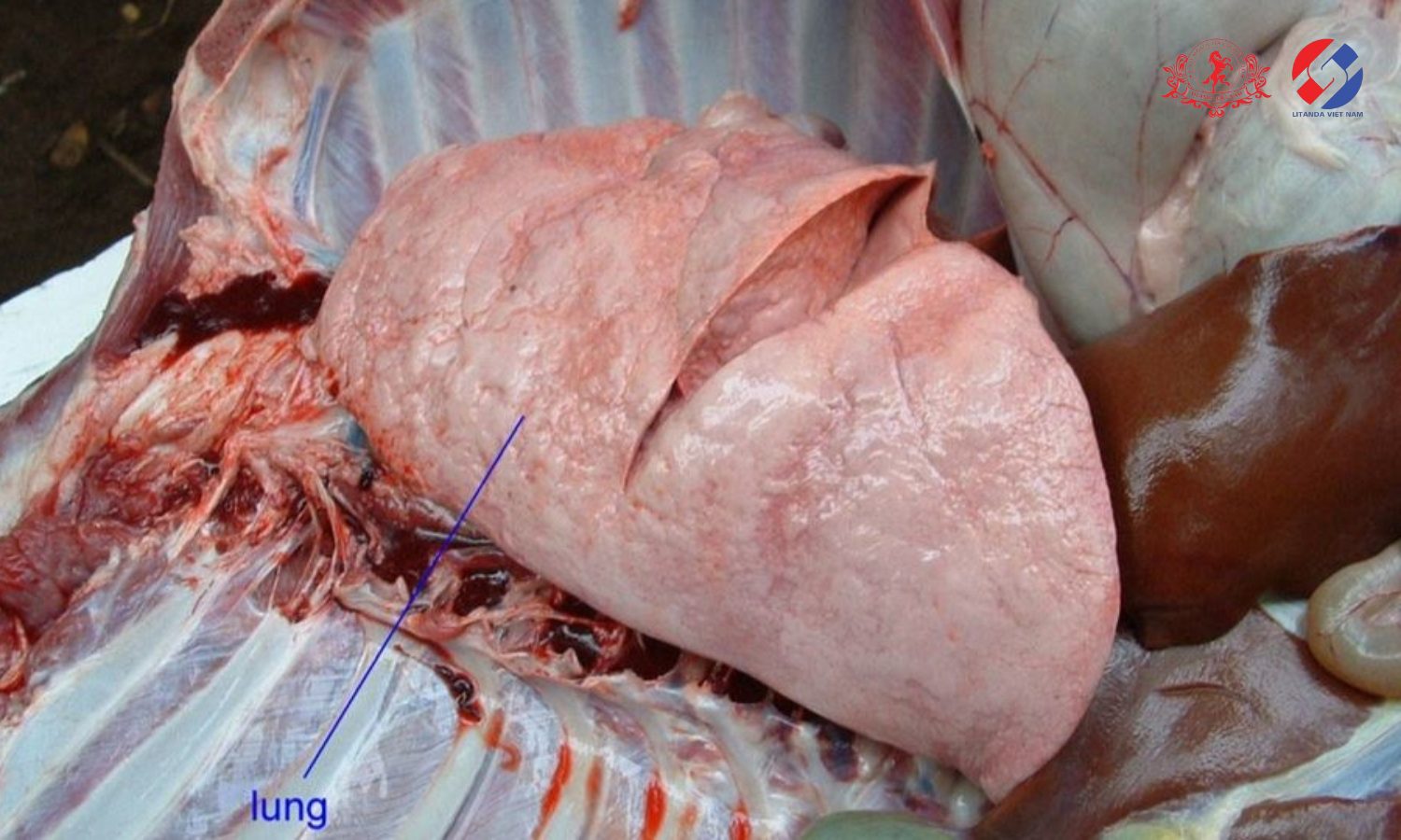 Phổi ngựa bạch là một nguyên liệu được sử dụng nhiều trong y học dân gian và truyền thống